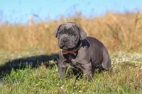Echo, a female Cane Corso for sale in Sugarcreek, OH – 3 of 10