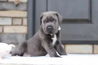 Tyson, a male Cane Corso for sale in Sugarcreek, OH – 5 of 10