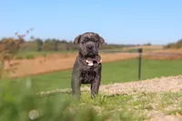 Cali, a female Cane Corso for sale in Sugarcreek, OH – 5 of 10