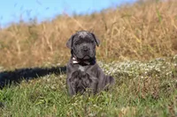 Echo, a female Cane Corso for sale in Sugarcreek, OH – 9 of 10