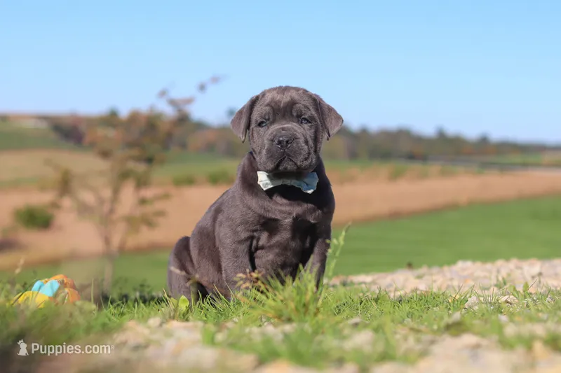 Diego – Cane Corso puppy for sale in Sugarcreek, OH