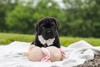 Jade, a female Cane Corso for sale in Sugarcreek, OH – 2 of 10