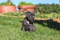 Akira, a female Cane Corso for sale in Sugarcreek, OH – 6 of 10