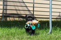Shadow, a male Cane Corso for sale in Sugarcreek, OH – 6 of 10