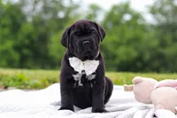 Jade, a female Cane Corso for sale in Sugarcreek, OH – 4 of 10