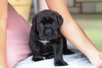 Shadow, a male Cane Corso for sale in Sugarcreek, OH – 6 of 10