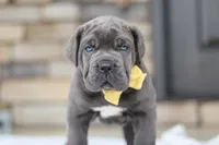 Hunter, a male Cane Corso for sale in Sugarcreek, OH – 9 of 10