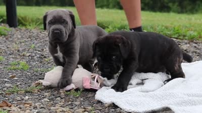 Shadow, a male Cane Corso for sale in Sugarcreek, OH – 10 of 10