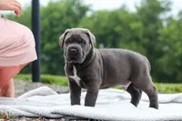 Tyson, a male Cane Corso for sale in Sugarcreek, OH – 6 of 10