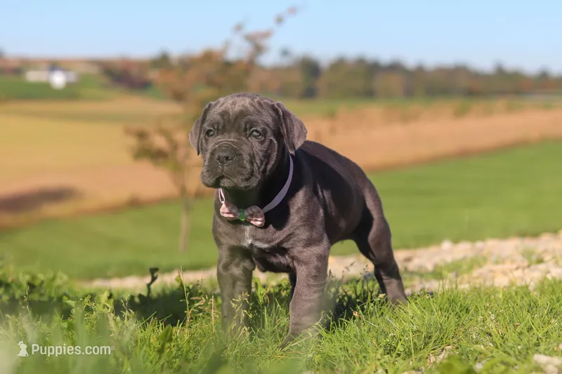Sheba – Cane Corso puppy for sale in Sugarcreek, OH