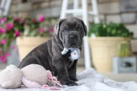 Barrett, a male Cane Corso for sale in Sugarcreek, OH – 5 of 10