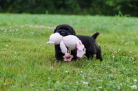 Shadow, a male Cane Corso for sale in Sugarcreek, OH – 9 of 10
