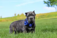 Barrett, a male Cane Corso for sale in Sugarcreek, OH – 9 of 10