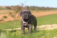 Sheba, a female Cane Corso for sale in Sugarcreek, OH – 5 of 10