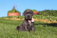 Juno, a female Cane Corso for sale in Sugarcreek, OH – 2 of 10