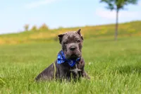 Barrett, a male Cane Corso for sale in Sugarcreek, OH – 10 of 10