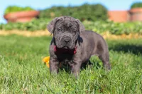 Koda, a male Cane Corso for sale in Sugarcreek, OH – 4 of 10