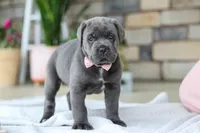 Zola, a female Cane Corso for sale in Sugarcreek, OH – 2 of 10