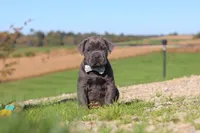 Diego, a male Cane Corso for sale in Sugarcreek, OH – 3 of 10