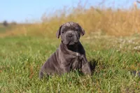 Echo, a female Cane Corso for sale in Sugarcreek, OH – 4 of 10