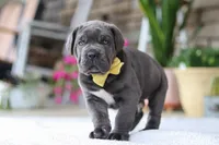 Hunter, a male Cane Corso for sale in Sugarcreek, OH – 5 of 10