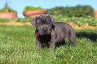 Koda, a male Cane Corso for sale in Sugarcreek, OH – 6 of 10