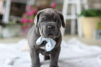 Barrett, a male Cane Corso for sale in Sugarcreek, OH – 8 of 10