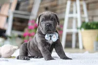 Barrett, a male Cane Corso for sale in Sugarcreek, OH – 6 of 10