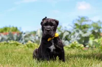 Shadow, a male Cane Corso for sale in Sugarcreek, OH – 5 of 10