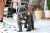 Hunter, a male Cane Corso for sale in Sugarcreek, OH – 8 of 10