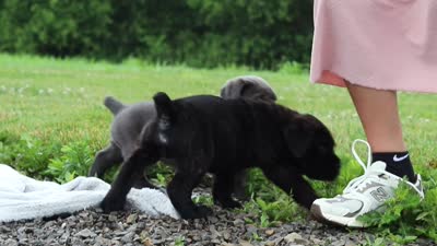 Tyson, a male Cane Corso for sale in Sugarcreek, OH – 10 of 10