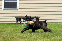 Shadow, a male Cane Corso for sale in Sugarcreek, OH – 8 of 10