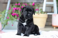 Shadow, a male Cane Corso for sale in Sugarcreek, OH – 5 of 10