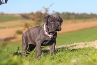 Sheba, a female Cane Corso for sale in Sugarcreek, OH – 7 of 10