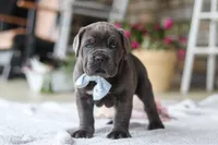 Barrett, a male Cane Corso for sale in Sugarcreek, OH – 7 of 10