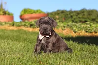 Juno, a female Cane Corso for sale in Sugarcreek, OH – 3 of 10