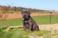 Diego, a male Cane Corso for sale in Sugarcreek, OH – 9 of 10