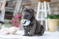 Barrett, a male Cane Corso for sale in Sugarcreek, OH – 9 of 10