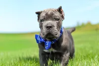 Barrett, a male Cane Corso for sale in Sugarcreek, OH – 7 of 10