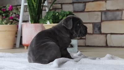 Hunter, a male Cane Corso for sale in Sugarcreek, OH – 10 of 10