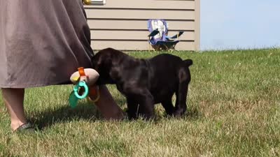Shadow, a male Cane Corso for sale in Sugarcreek, OH – 10 of 10