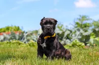 Shadow, a male Cane Corso for sale in Sugarcreek, OH – 2 of 10
