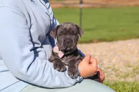 Sheba, a female Cane Corso for sale in Sugarcreek, OH – 9 of 10