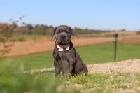 Cali, a female Cane Corso for sale in Sugarcreek, OH – 2 of 10