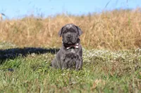 Echo, a female Cane Corso for sale in Sugarcreek, OH – 5 of 10