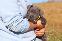 Adonis, a male Cane Corso for sale in Sugarcreek, OH – 9 of 10