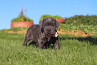 Juno, a female Cane Corso for sale in Sugarcreek, OH – 7 of 10