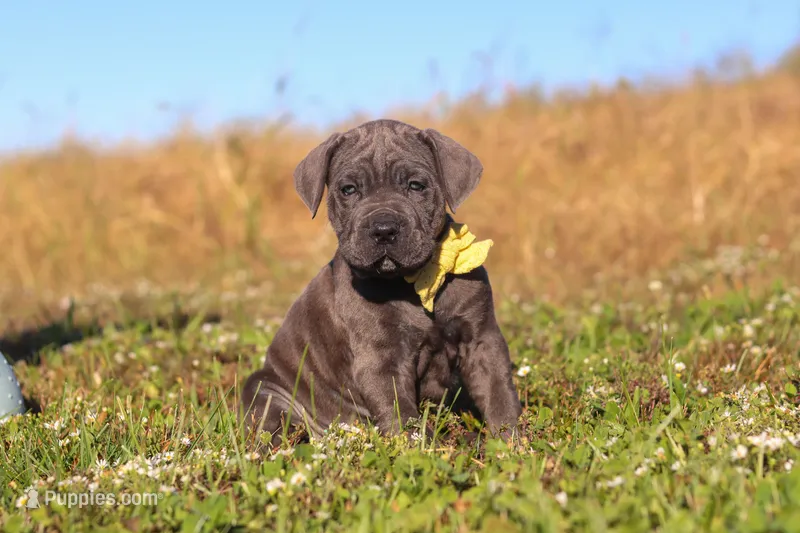 Adonis – Cane Corso puppy for sale in Sugarcreek, OH