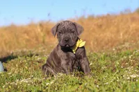 Adonis, a male Cane Corso for sale in Sugarcreek, OH – 1 of 10