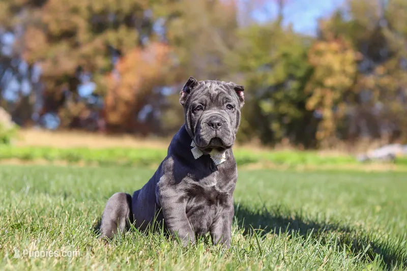 Sheba (Cropped Ears) – Cane Corso puppy for sale in Sugarcreek, OH